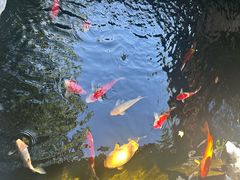 -鲤院·新中式美学·庭院餐厅(夫子庙店)