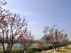 -羊山湖公园