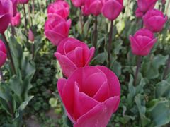 -大宁郁金香公园-停车场