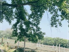 -中国茶叶博物馆(双峰馆区)