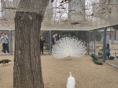 -长白岛森林公园