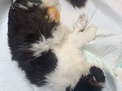 -爱侣宠医·鹦鹉专科·小型哺乳类·异宠专科(灵石路店)