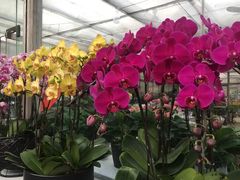 -金陵花卉交易市场