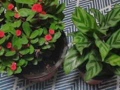 -双季花艺园艺市场(浦东店)