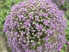 -上海辰山植物园