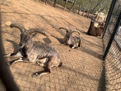 -大连森林动物园