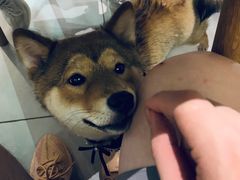 -柴务处·柴犬主题狗咖