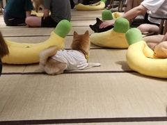 -逗柴咖啡屋·狗咖猫咖宠物桌游