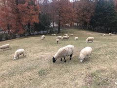 -神户市立六甲山牧场