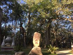 -瑞丽独树成林风景区