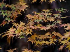 -上海吴淞炮台湾国家湿地公园