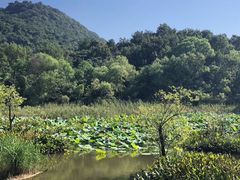 -西湖风景区-江洋畈生态公园
