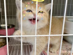 -翊宠yipet猫狗购宠庄园犬舍•猫舍