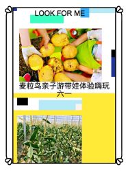 -麦粒鸟亲子游