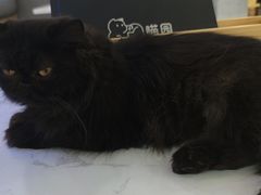 -喵园·猫主题咖啡厅·撸猫·猫咖(国贸店)