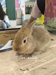 -神奇动物撸宠馆·羊驼·小浣熊·异宠(豫园店)