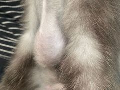 -小伙伴宠物医院•急重症转诊中心·老年专科·犬猫全科(北大街总院)