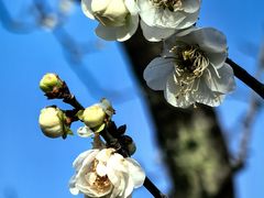 -梅花山(明孝陵内)