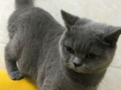 -瑞派动物医院·猫专科·至诚(江南中分院)