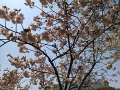 -高东镇樱花园