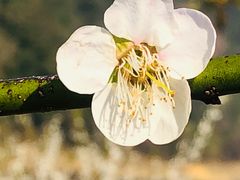 -广州市流溪河国家森林公园