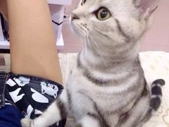-纳吉亚猫专科动物诊疗中心(蒋宅口分院)