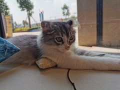 -瞄一喵猫咖(格力海岸店)