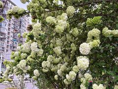 -大龙山(地铁站)