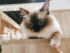 -藏猫猫咖啡主题馆(中央大道店)