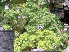 -龙潭水乡