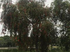 -东莞植物园