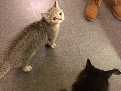 -猫色咖啡·猫咖