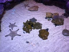 -暹罗海洋世界