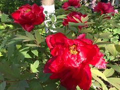 -狼山风景名胜区