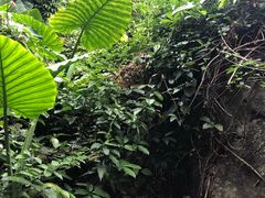 -呀诺达热带雨林
