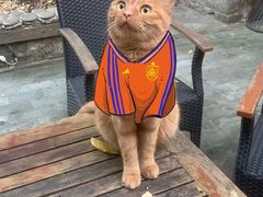 -喵屿·大理花园猫咖