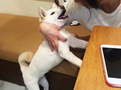 -柴务处·柴犬主题狗咖