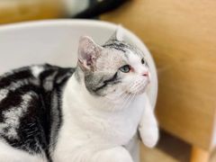 -有喵·猫咖·狗咖·30几只猫10只小狗(岗厦店)