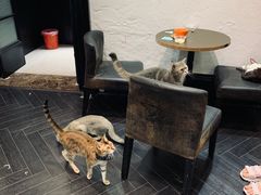 -猫色咖啡·猫咖