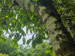 -中国科学院西双版纳热带植物园