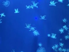 -南昌海洋公园