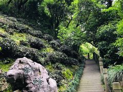 -十八棵（老龙井）御茶园(老龙井店)