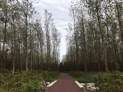 -黄海国家森林公园