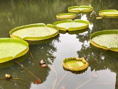 -上海滨江森林公园