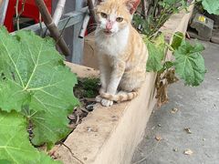 -光明刘冰乳鸽店(光明法政北路店)