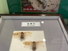 -上海昆虫博物馆