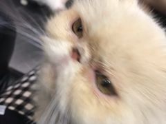 -猫色咖啡·猫咖