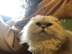 -猫猫幼稚园·撸猫·桌游·电玩
