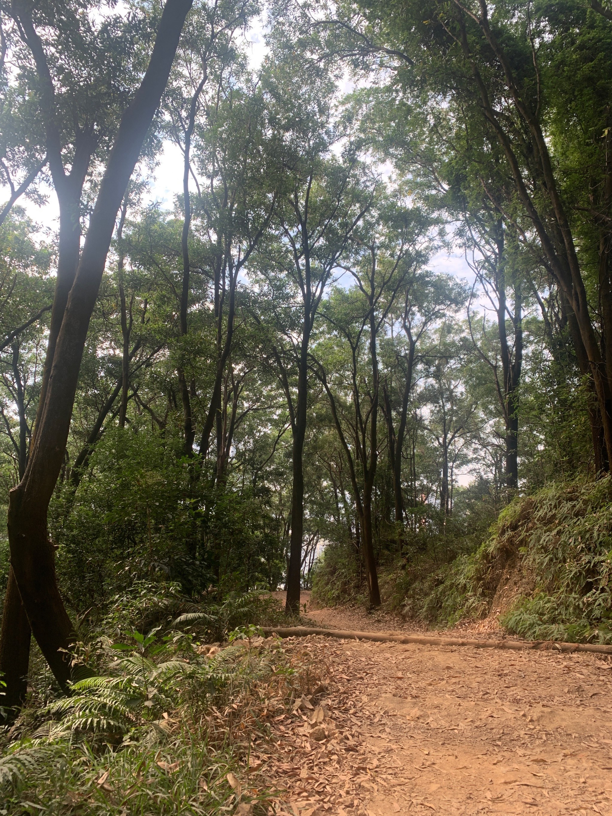 银湖山郊野公园图片图片