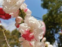 -南汇桃花村